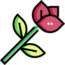 rosa 