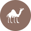 camello icon