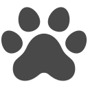chien 