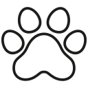 chien 