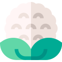 Coliflor icon