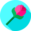 Rosa icon