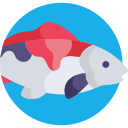 Koi icon