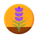 lavanda icon