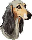 perro collie 