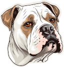 cachorro 
