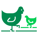 pollo icon