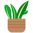 plante d'appartement 