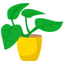 plante d'appartement 