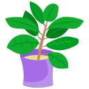 plante d'appartement 