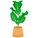 plante d'appartement 
