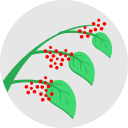 fruta icon