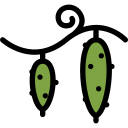 Fruit 