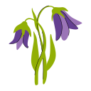 flor de campanilla icon