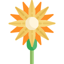 Flor