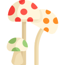 Cogumelos