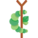chrysalide 
