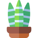 Sansevieria trifasciata icon