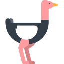 avestruz 