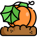 Calabaza icon