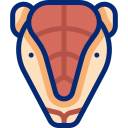 armadillo animated icon