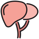 hígado icon