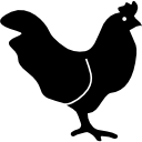 pollo icon