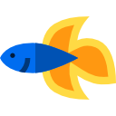 pez luchador siamés 