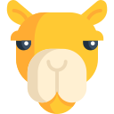 Camelo 