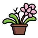 orchidée 