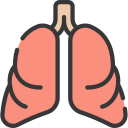 Anatomia 
