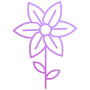 jasmin 