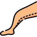 Anatomia 