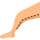 Anatomia 