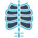 anatomía de los huesos 