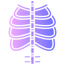 anatomía de los huesos 