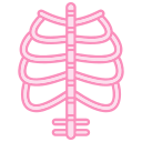 anatomía de los huesos 