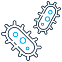 Bacteria 