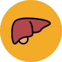 Liver 