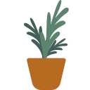 drachenbaum 