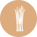 oignon vert 