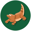 dragón barbudo icon