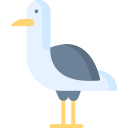 Gaviota 