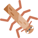 Phasmatodea icon