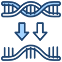 transcripción 