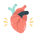 Human heart 