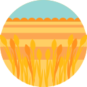 Campo icon