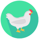 pollo icon