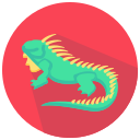 iguana 