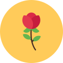 rosa icon